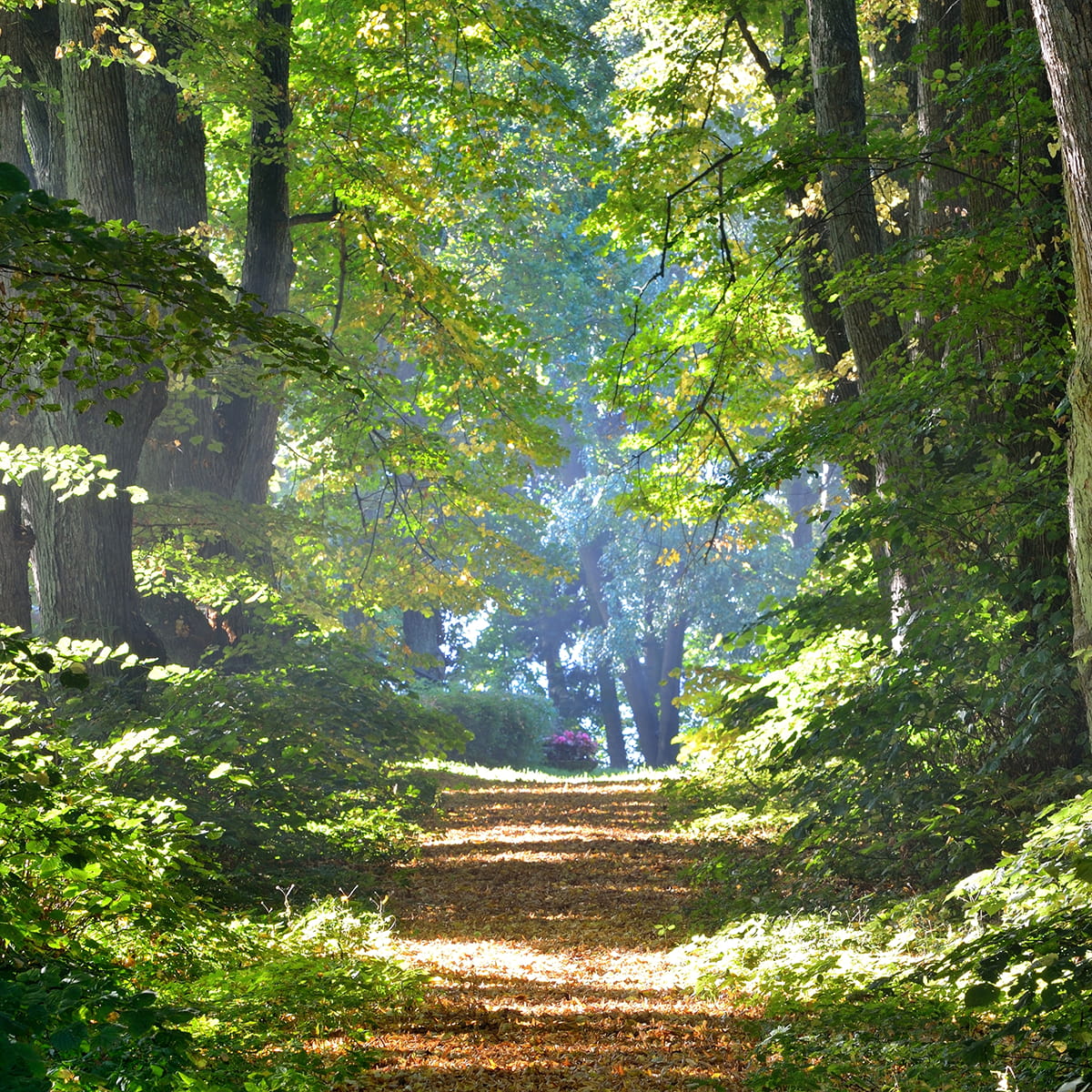 Sunlit forest path winding through tall trees with lush green foliage and fallen leaves on the ground